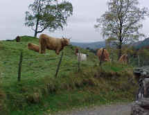 Highland cattle